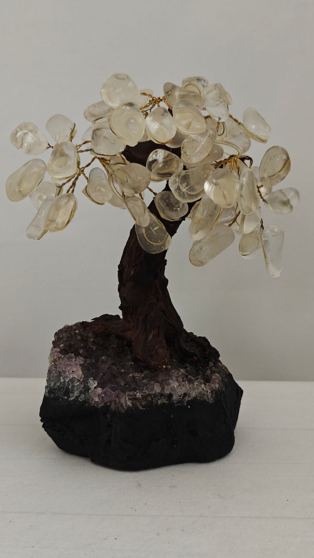 Bonsai Small y XSmall
