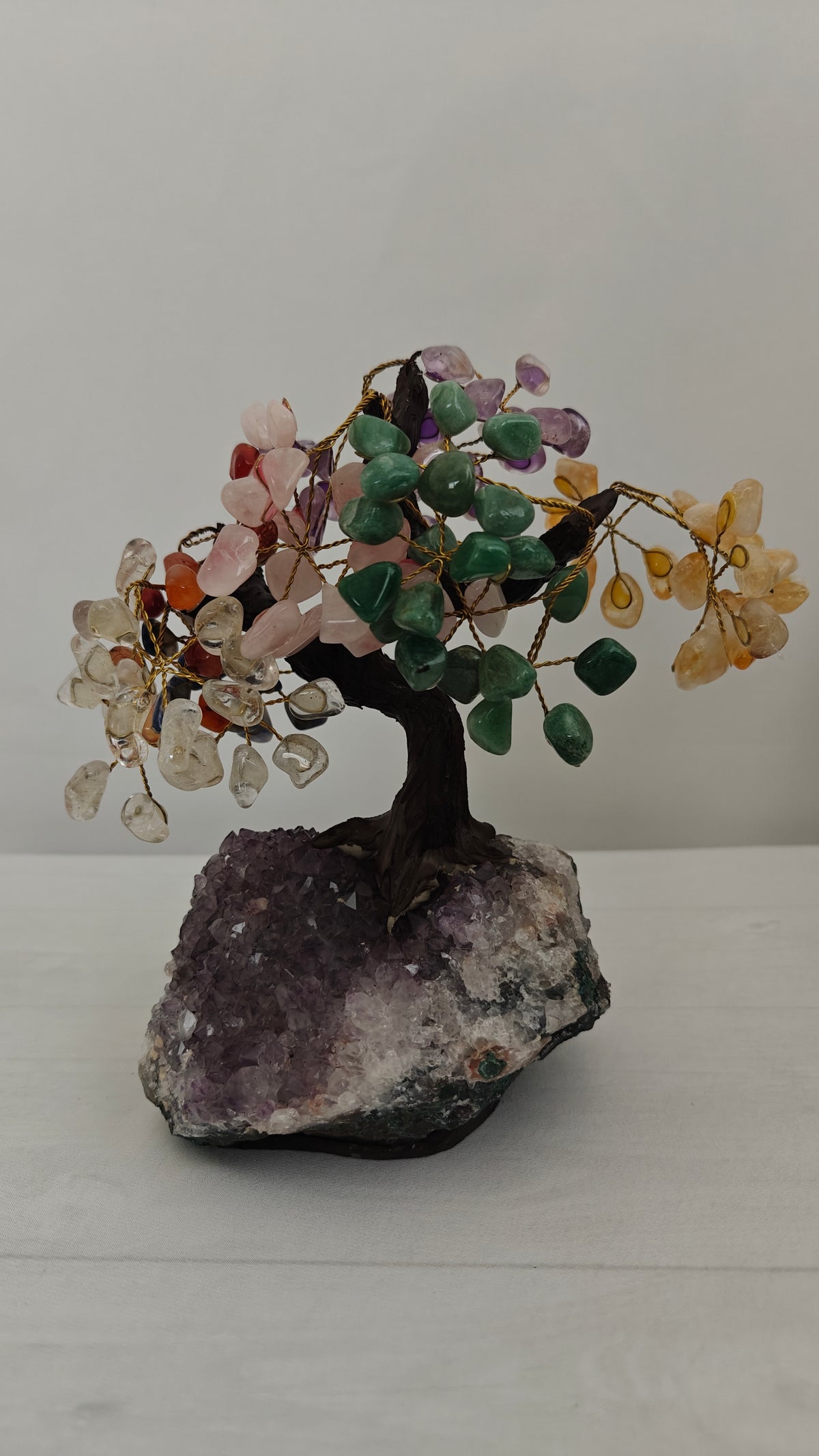 Bonsai Mediano
