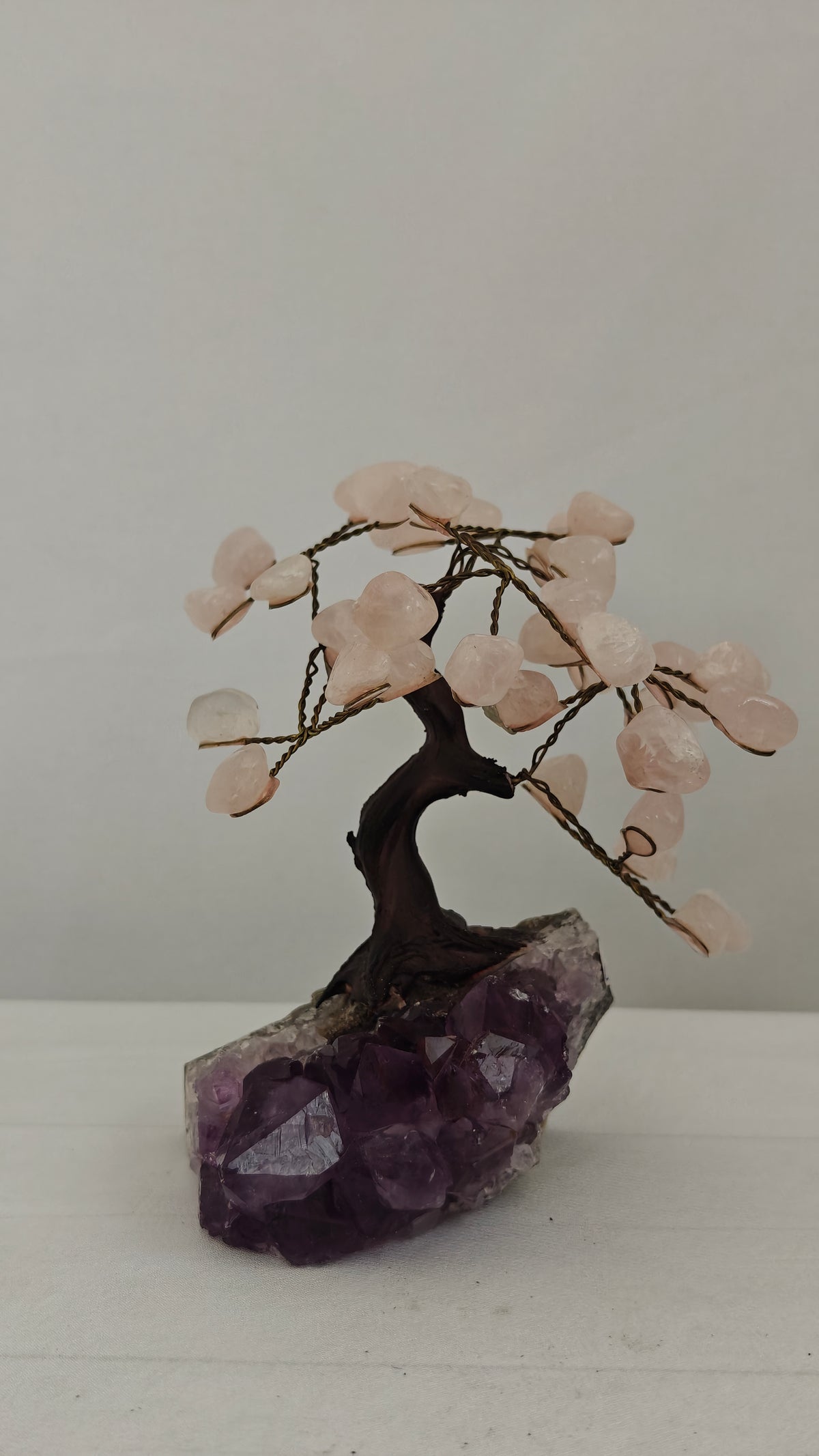 Bonsai Small y XSmall